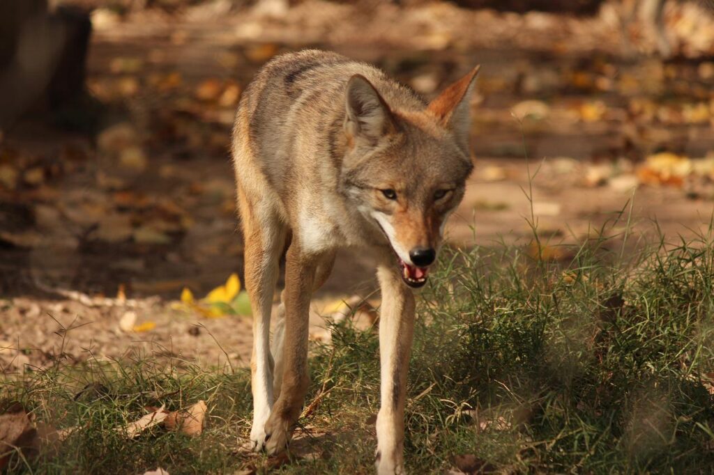 coyote, animal, predator-3558415.jpg